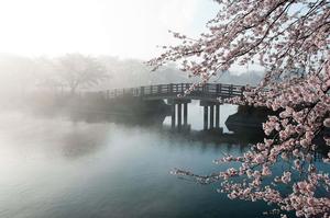 Japanese Bridge With Cherry Blossoms Landscape Picture landscape wallpaper