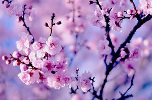 Japanese Cherry Blossoms cherry blossom wallpaper