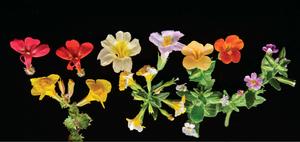 Jasmine Flowers Picture flower wallpaper