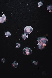 Jellyfish Dark Aesthetic dark aesthetic wallpaper