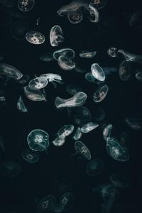 Jellyfish iPhone Dark iphone dark wallpaper