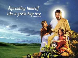 Jesus Spreading Like A Green Bay Tree jesus wallpaper