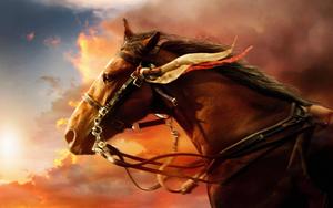 Joey, the War Horse horse wallpaper