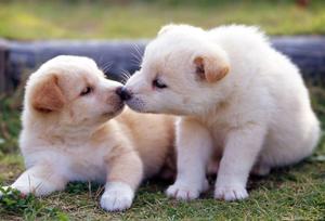 Kissing White Puppies puppy wallpaper