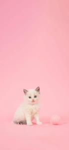 Kitten Girly iPhone girly iphone wallpaper
