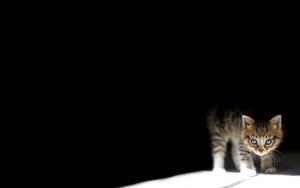 Kitten In The Dark dark wallpaper