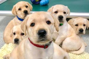 Labrador Retriever Puppy Group Picture puppy wallpaper