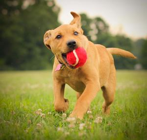 Labrador Retriever Puppy Playing Picture puppy wallpaper