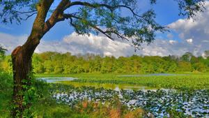 Lake In The Forest Nature nature wallpaper