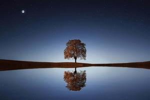 Lake Tree And Moon Picture moon wallpaper