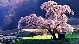 Large Cherry Blossom Tree cherry blossom wallpaper