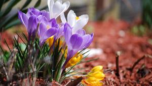 Lavender Crocuses Spring spring wallpaper
