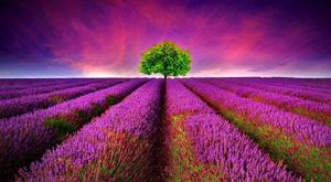 Lavender Field Nature nature wallpaper
