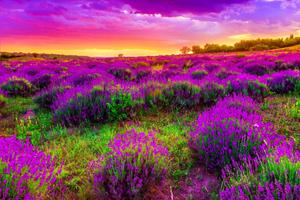 Lavender flower field in Spring spring desktop wallpaper