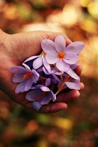 Lavender Spring Flowers spring wallpaper