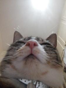 Lazy Cute Cat PFP cute cat pfp wallpaper
