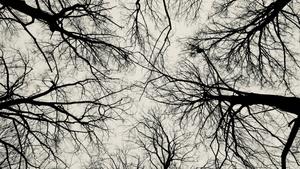 Leafless Trees Black Aesthetic black aesthetic wallpaper