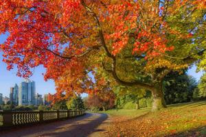Leaves Falling in Autumn fall wallpaper