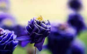 Let nature inspire your day with this beautiful purple flower. beautiful wallpaper
