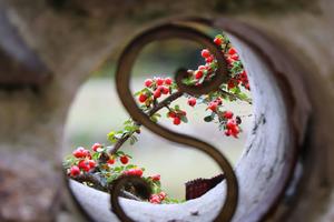Letter S Design With Berries letter s wallpaper