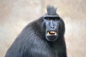 Life is too short to take it so seriously! funny wallpaper
