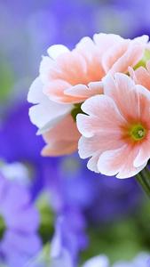 Light Pink Primrose Flower Mobile flower mobile wallpaper