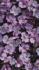 Light Purple Aesthetic Aubrieta Flowers light purple aesthetic wallpaper