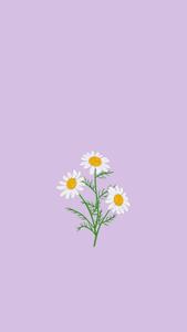 Light Purple Aesthetic Chamomile Flowers light purple aesthetic wallpaper