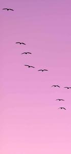 Light Purple Aesthetic Flying Birds light purple aesthetic wallpaper