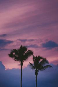 Light Purple Aesthetic Palm Trees light purple aesthetic wallpaper