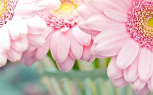 Light up your life with this beautiful pastel pink flower flower wallpaper