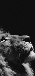 Lion iPhone Dark iphone dark wallpaper