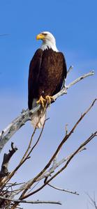 Look at the majestic eagle on this iphone eagle iphone wallpaper