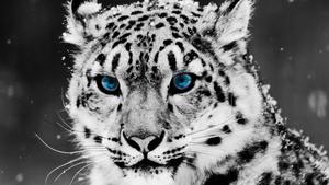 Look cool as a snow leopard with blue eyes cool wallpaper
