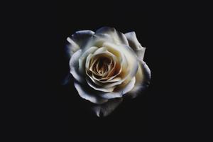 Look into the darkness, find beauty. black wallpaper