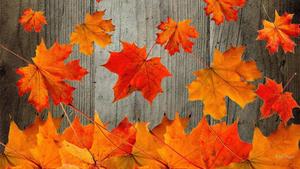Look no further for the vibrant displays and colors of Fall – these red maple leaves have you covered! fall wallpaper
