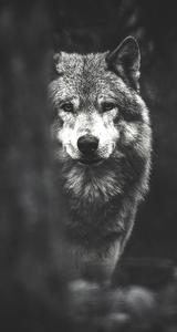 Looking Into the Beautiful Eyes of a Wolf wolf wallpaper