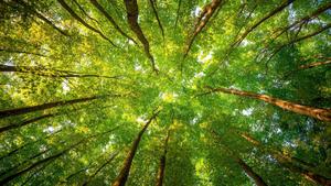 looking up into a forest forest wallpaper