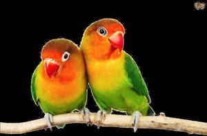 Lovebirds Perched Together Wallpaper