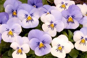 Lovely Pansy Flowers Picture flower wallpaper