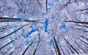 Low Angle Winter Trees winter wallpaper