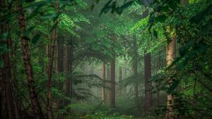 Lush Green Forest 8k wallpaper