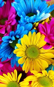 Macro Daisy Colorful 4k Phone colorful 4k phone wallpaper