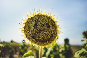 Macro Photography Of Yellow Sunflower