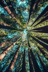 Magnificent redwood wald iphone hintergrund