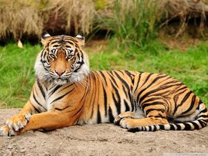 Magnificent Sitting Tiger tiger wallpaper