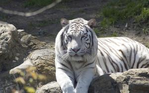 Majestic Albino Tiger Sitting atop a Rock tiger wallpaper