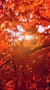 Majestic Autumn Brilliance Spotlighted on iPhone fall iphone wallpaper