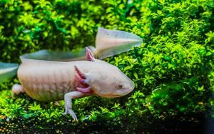 Majestic Axolotl Wallpaper axolotl wallpaper