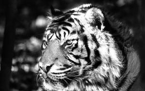Majestic Black and White Tiger tiger wallpaper